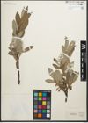 Foto von Salix glaucosericea Flod.